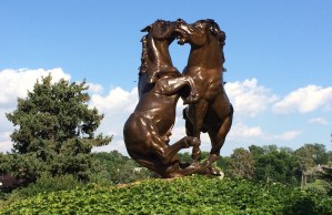 fighting-stallions.jpg