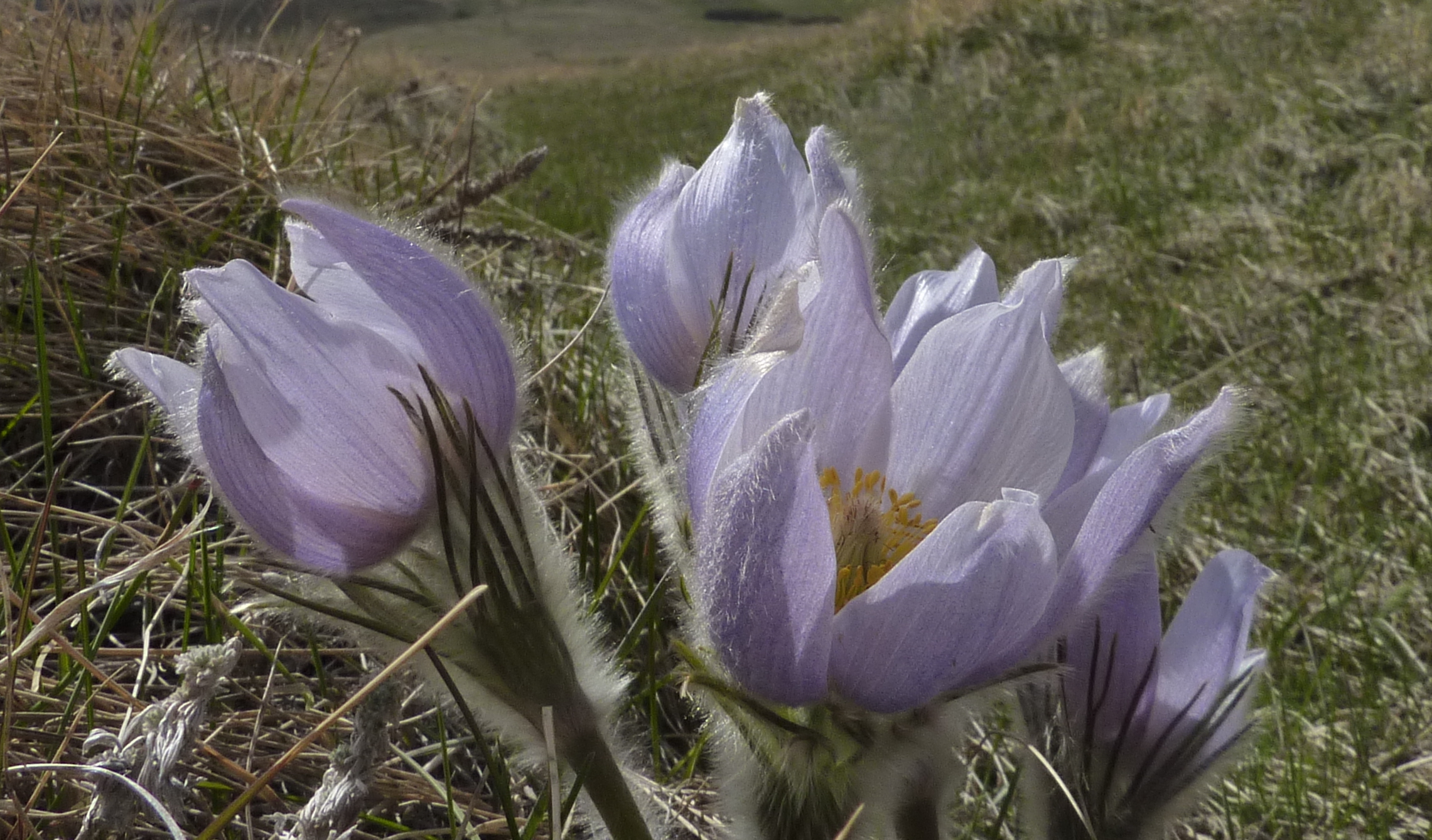 Pulsatilla_patens_-_Pasque_Flower