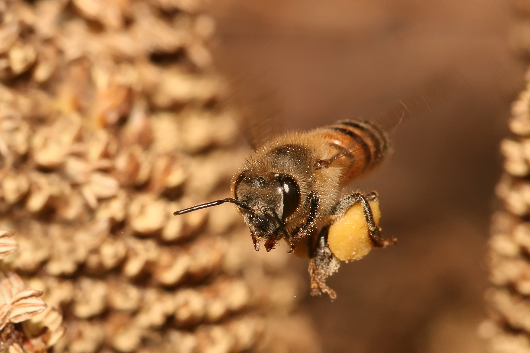 Apis_mellifera_flying