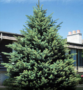 Black Hills Spruce
