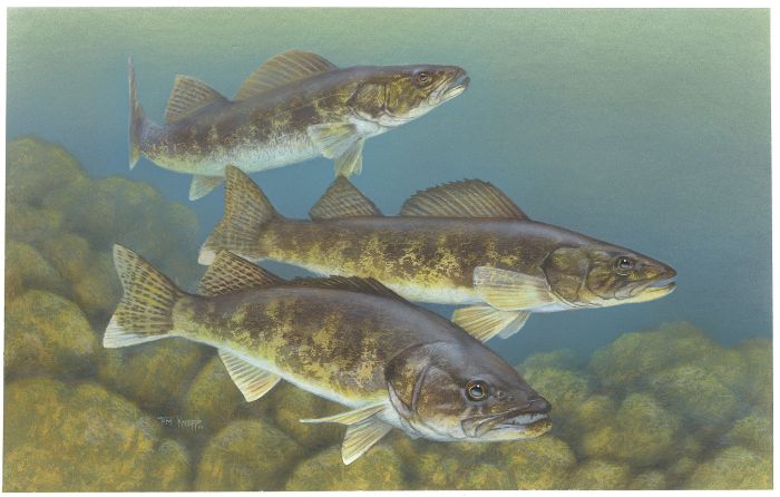 Walleye_painting
