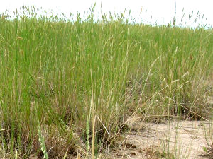 Western wheat grass